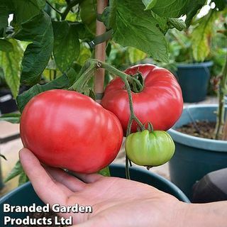 Schiacciata di rose al pomodoro