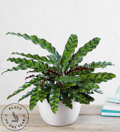 Calathea serpente a sonagli