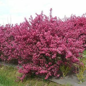 Crab Apple 'Prairifire'