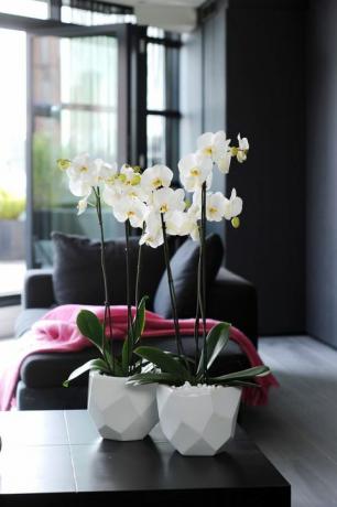 Orchidee - Giornata internazionale dell'orchidea