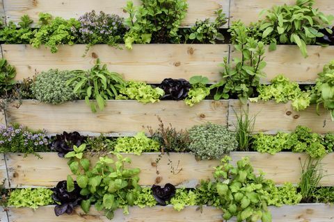 Giardino verticale con erbe e verdure commestibili