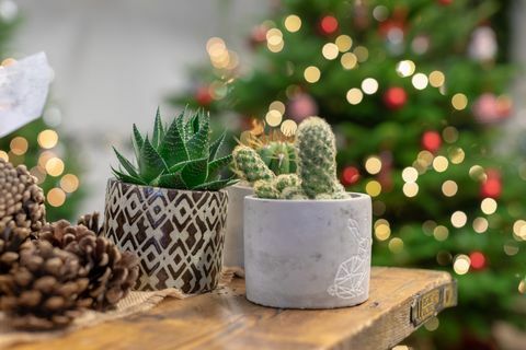 Cactus di Natale, Wyevale Garden Centres