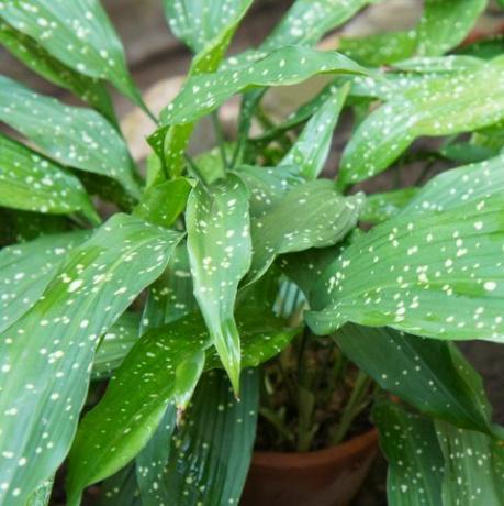 aspidistra elatior, pianta in ghisa o pianta da bar con foglie maculate