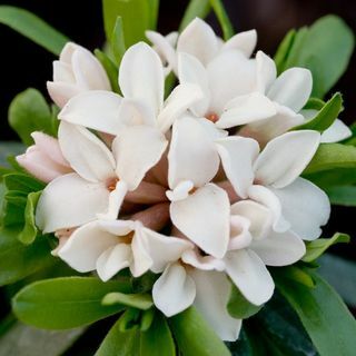 Daphne × transatlantica Eternal Fragrance ("Blafra")