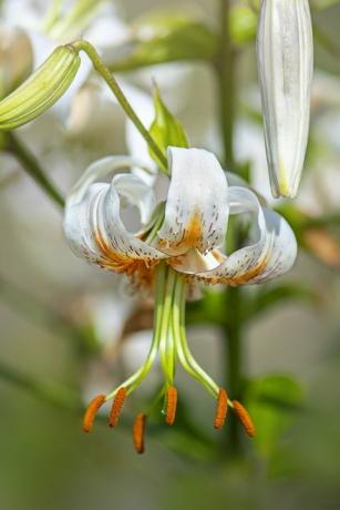 bellissimi fiori estivi bianchi e arancioni di lilium