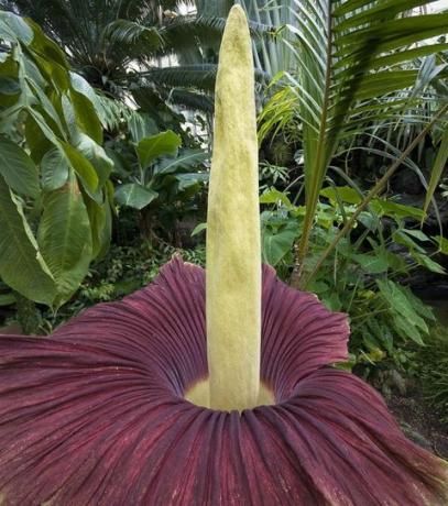 titan-arum-bloom