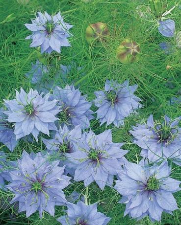 Nigella damascena 'Miss Jekyll'