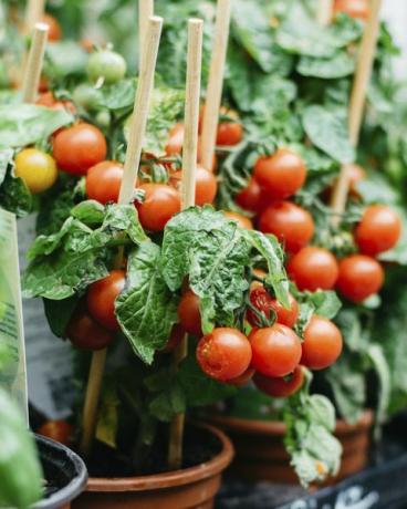 pomodoro ciliegino che cresce in una pentola al mercato di strada per la vendita