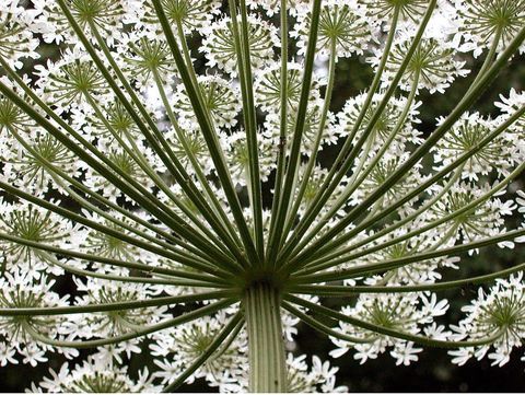 Hogweed gigante