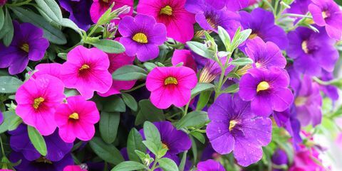 piante da aiuola rosa viola calibrachoa fiori in fiore