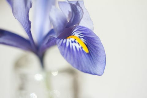 Macro Shot Di Iris Blu Fresco In Vaso