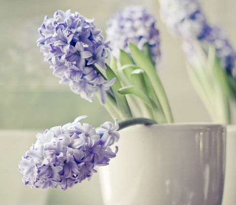 Fiori di giacinto viola in morbido vaso grigio