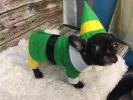 Etsy sta vendendo un costume Buddy the Elf per il tuo cane