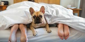 Cane a letto con i proprietari