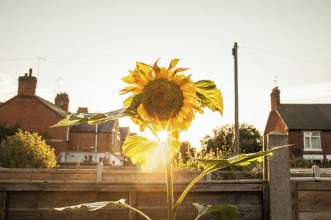 Giardino di girasole al tramonto