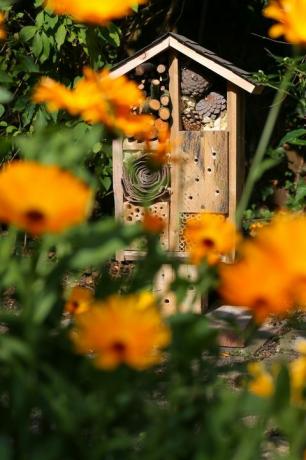 Hotel e coccinella decorativi dell'insetto del giardino della casa di legno dell'insetto e