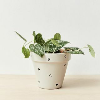 Vaso per piante da interno dipinto a mano 
