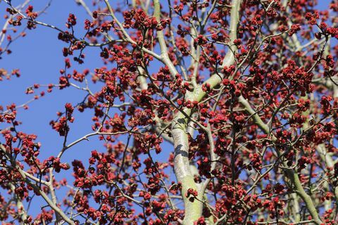 Ironwood persiano, pappagallo persica