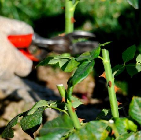 potatura primaverile di un cespuglio di rose