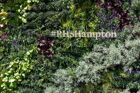 parete vivente a rhs hampton court palace flower show 2018