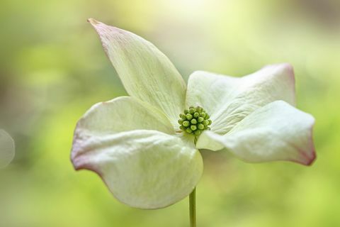 Tendenza del giardino dell'arbusto di cornus per il 2019