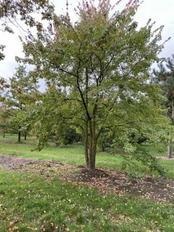 piccolo albero da giardino, acer buergerianum