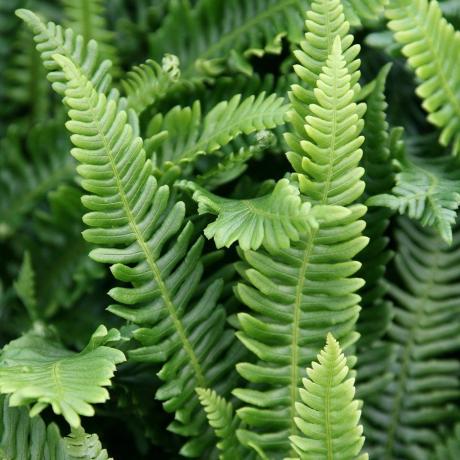 Blechnum piccante