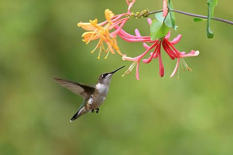 colibrì gola rubino femmina nutrendosi di fiori di caprifoglio