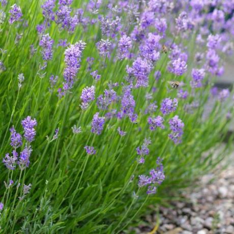 stock photo of close up crescente pallido lilla viola fiori di lavanda con sfondo sfocato fiore in estate, fioritura inglese e lavanda francese arbusti perenni che crescono nel giardino soleggiato in pieno sole, lavandula varietà augustifolia officinalis con miele api