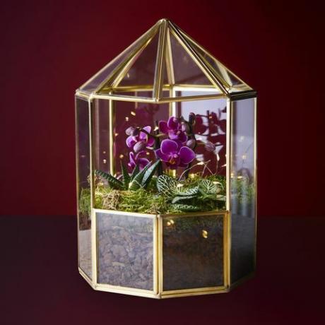 Waitrose natale orchidea terrario