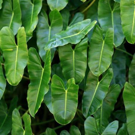 grande gruppo di foglie di una pianta di filodendro lussureggiante e verde