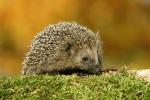 Nationwide Hedgehog Hunt ha lanciato per fermare il loro declino