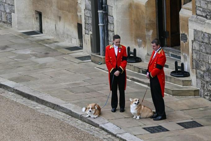 corgi funebre della regina elisabetta