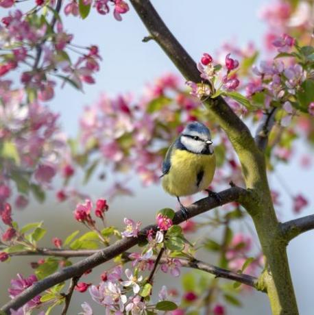 Close up immagine di una cinciarella eurasiatica sul ramo di malus 'floribunda' granchio fiore di mela contro un cielo blu