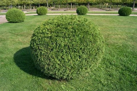 Arbusto thuja orientalis sotto forma di un giardino di arte topiaria a sfera. Albero decorativo sempreverde arrotondato