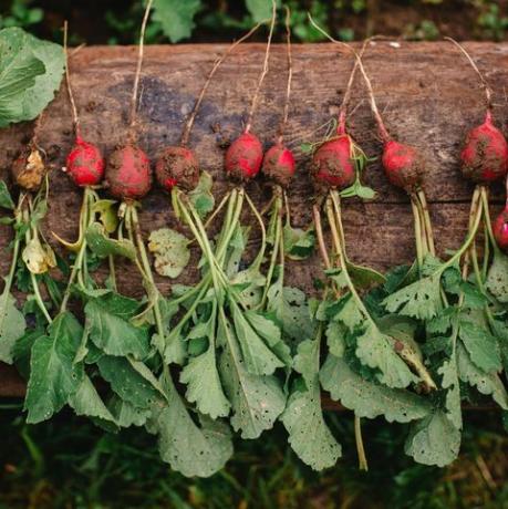 Ravanelli raccolti, giardinaggio all'aperto