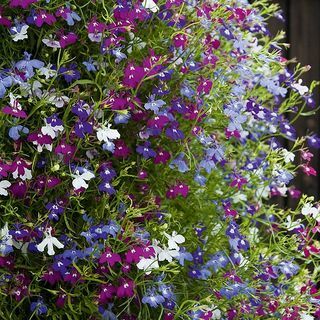 Lobelia Ultra Cascata Misto