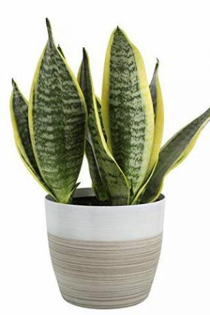 Pianta serpente (Sansevieria)