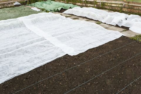 Fogli antigelo in un giardino: pile sintetico intrecciato bianco che copre teneri vegetali giovani durante un gelo tardivo primaverile.
