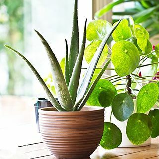 Pianta d'appartamento in vaso di aloe vera