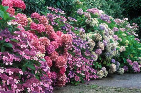 A proposito di ortensie