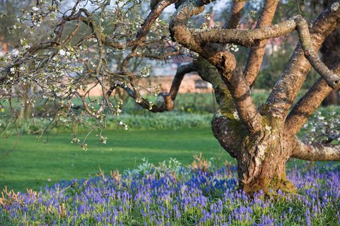 Muscari fiorisce in Seven Acers, RHS Wisley Garden