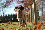 Le 10 razze di cani più popolari secondo l'American Kennel Club