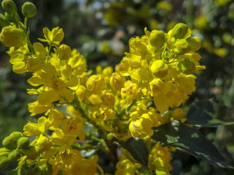 Soft focus colore giallo brillante dei fiori primaverili Mahonia Aquifolium contro il verde scuro della pianta. Sfondo naturale meraviglioso per qualsiasi idea.