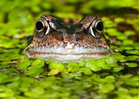 fauna selvatica-pond-rana