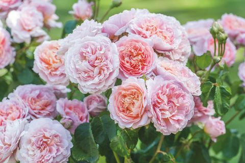 David Austin Roses presenterà due nuove varietà di rose inglesi al RHS Chelsea Flower Show