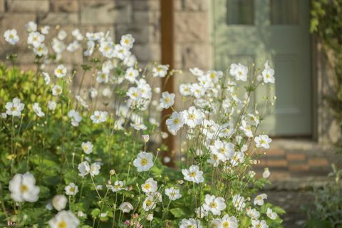 Anemoni giapponesi che crescono in un giardino del cottage