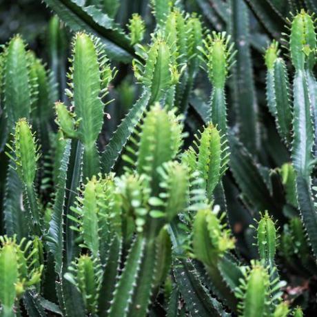 Primo piano immagine di euforbia ingens alberi di cactus