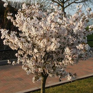 Prunus 'The Bride'