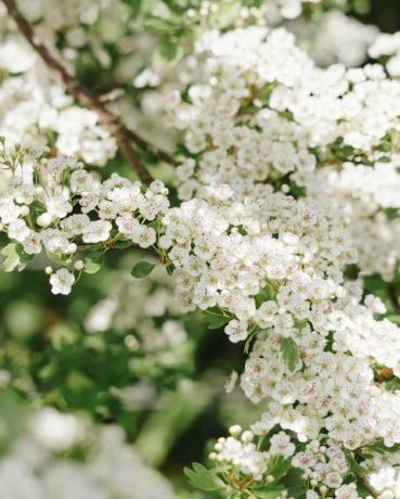 profondità di campo limitata immagine del fiore di un piccolo albero di biancospino che cresce in una tradizionale siepe della Cornovaglia